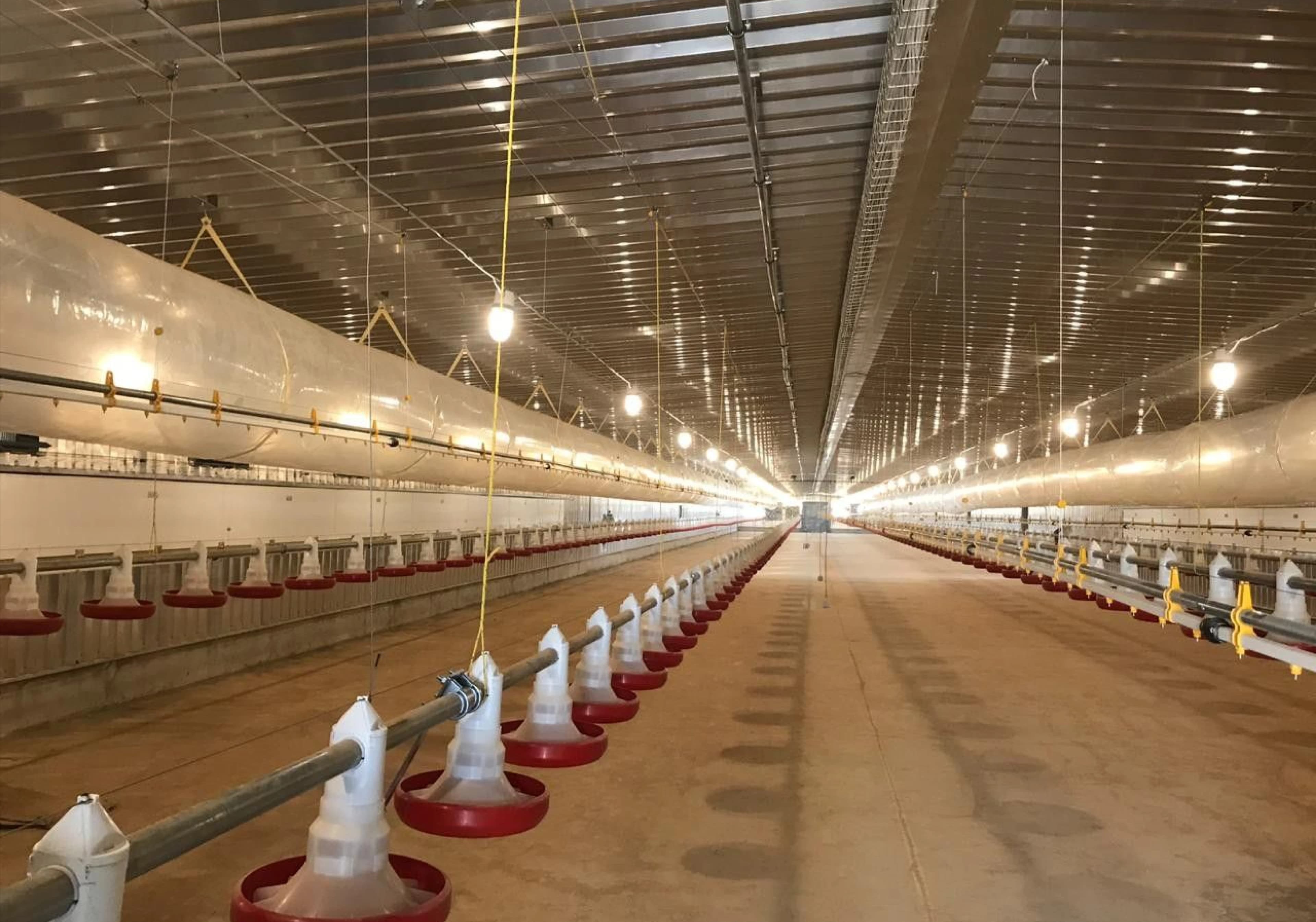Equipment Installation at Dhaid Poultry Farm (LAE), Sharjah