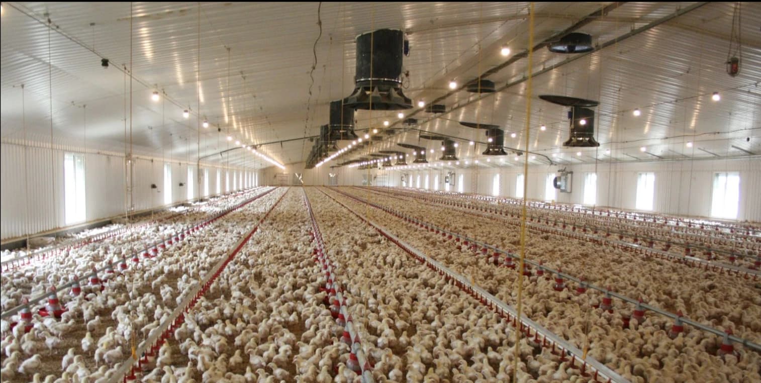 Poultry farm project for efficient farming